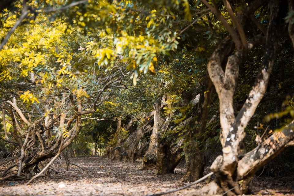 Vườn nhãn cổ trên trăm tuổi tại Bạc Liêu là vườn nhãn đặc biệt nhất ở Đồng bằng sông Cửu Long, là niềm tự hào của người dân địa phương, điểm thu hút khách phương xa đến tham quan. Vườn nhãn cổ Bạc Liêu rộng khoảng 230ha, chạy dài trên 1km đi qua 2 xã Hiệp Thành và Vĩnh Trạch Đông, thuộc thành phố Bạc Liêu.(Ảnh: Trọng Đạt/TTXVN)