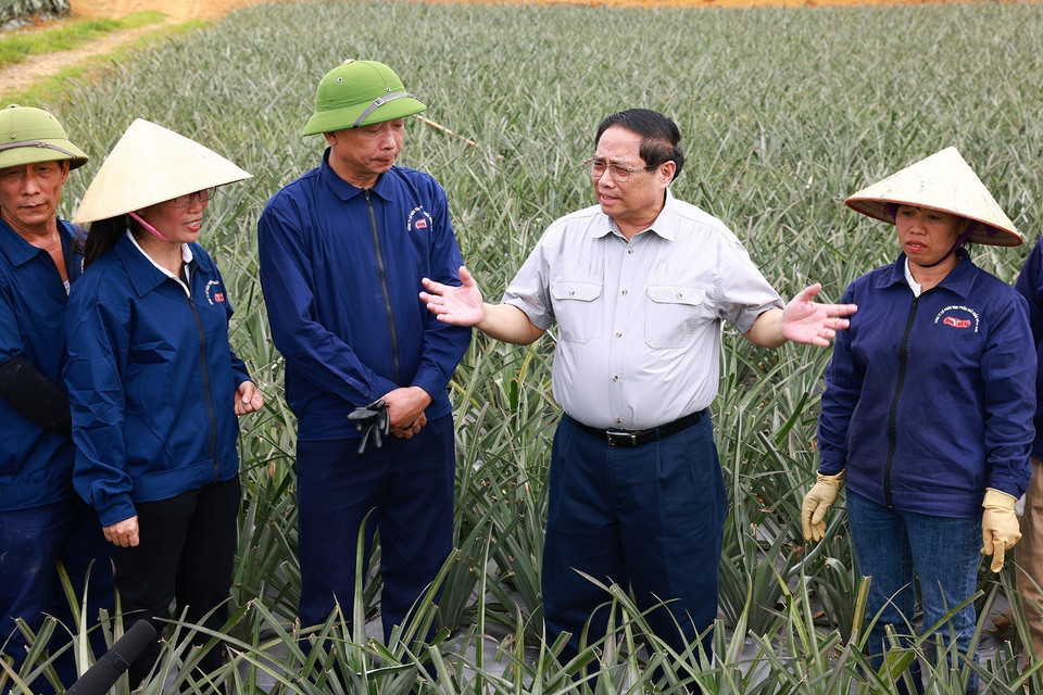Thủ tướng Phạm Minh Chính thăm nông trường trồng dứa Đồng Giao. (Ảnh: Dương Giang/TTXVN)