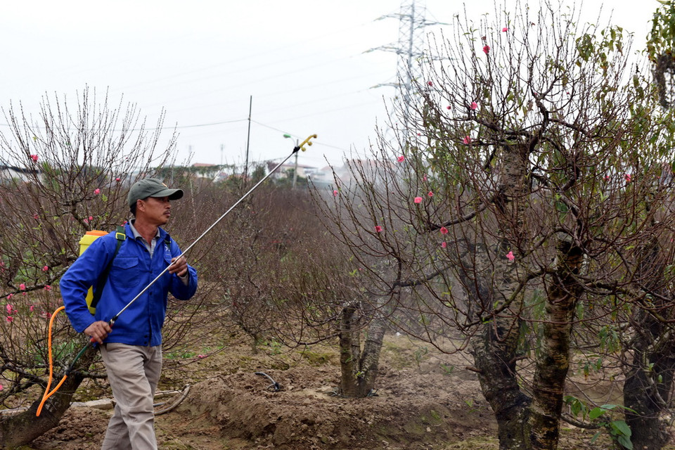 Người dân đang chăm sóc, phun thuốc để đào đảm bảo đẹp và nở đúng dịp Tết. (Nguyễn Văn Cảnh/TTXVN)
