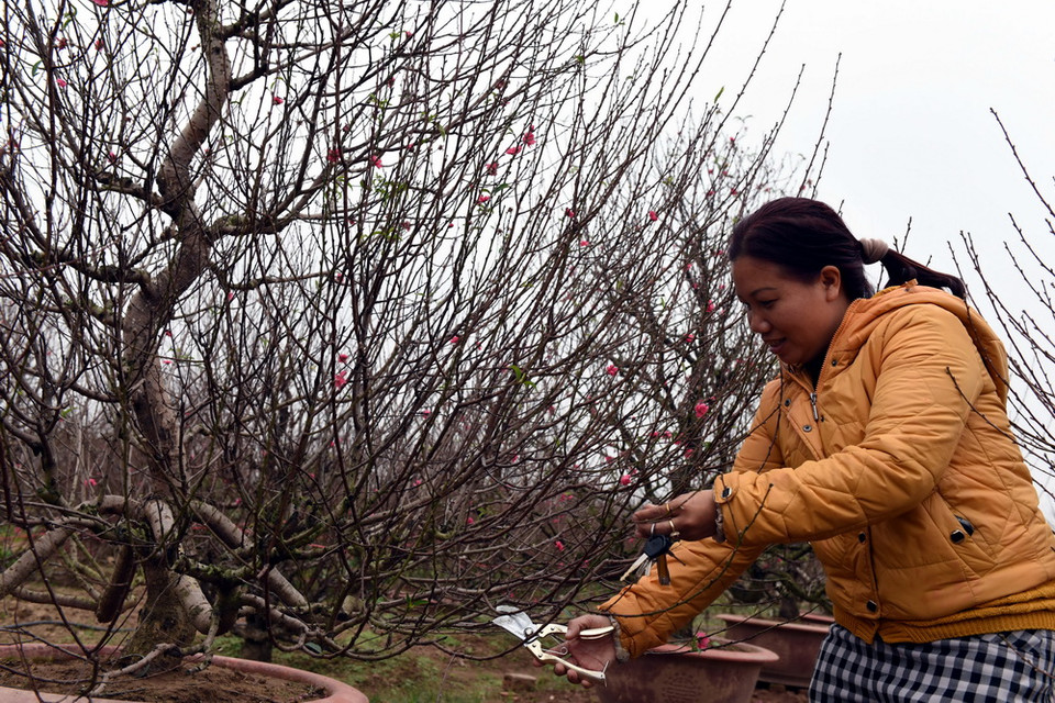 Chủ vườn đào Chiến Cúc đang cắt tỉa tạo thế cho cây đào. (Nguyễn Văn Cảnh/TTXVN)