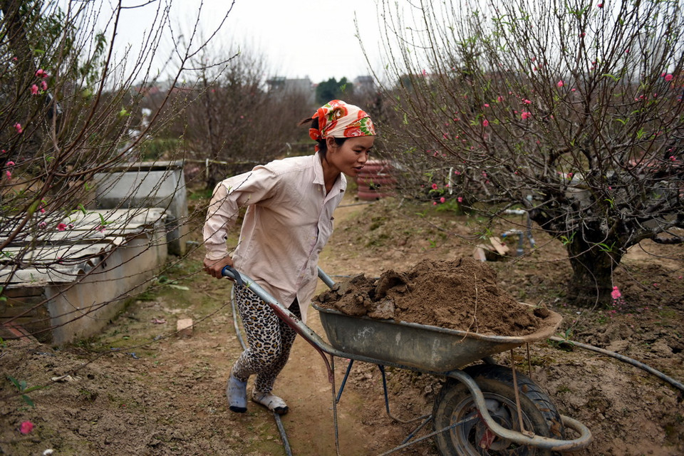 Người dân vận chuyển đào. (Nguyễn Văn Cảnh/TTXVN)