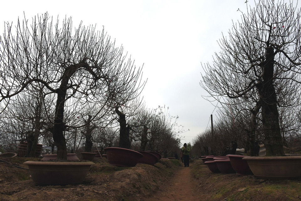 Những gốc đào cổ thụ được mua về từ phía Bắc và ghép với đào Nhật Tân đã được đánh vào chậu chuẩn bị bán ra thị trường. (Nguyễn Văn Cảnh/TTXVN)