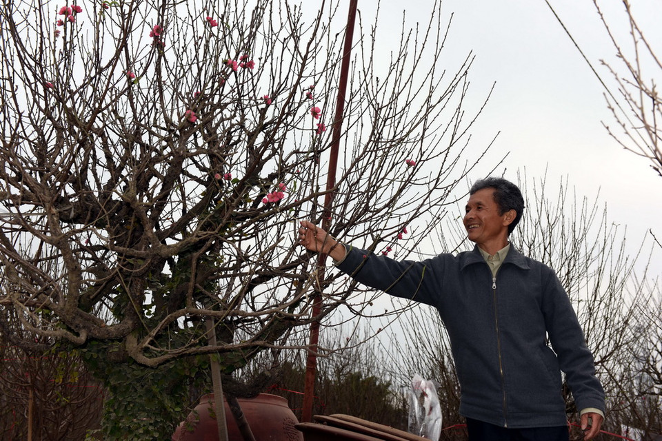 Ông Nguyễn Trọng Mẫn, Phó Giám đốc hợp tác xã Nông nghiệp Dịch vụ Tổng hợp Nhật Tân kiểm tra đào trước khi chuyển cho người chơi đào. (Nguyễn Văn Cảnh/TTXVN)