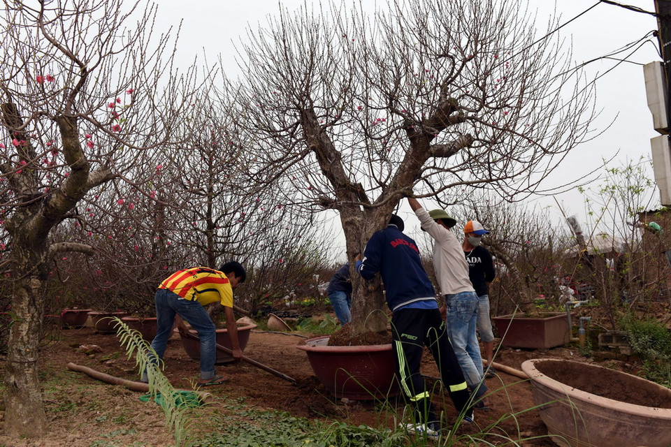 Nông dân đang vận chuyển đào. (Nguyễn Văn Cảnh/TTXVN)