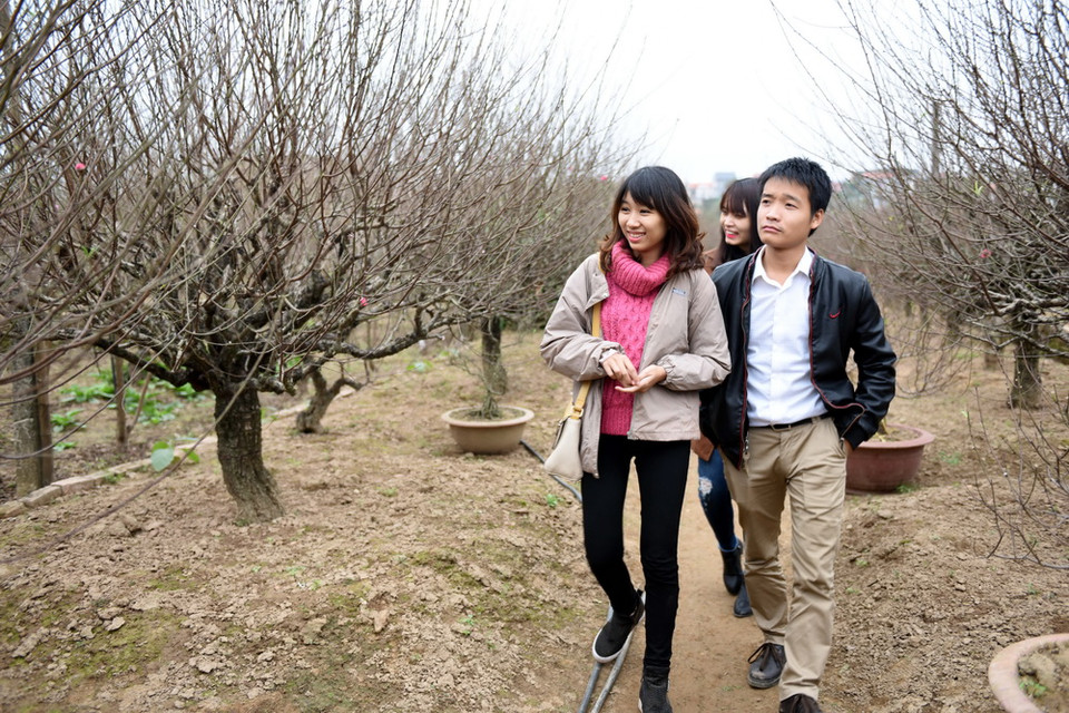 Giới trẻ Hà Thành dạo thăm vườn đào ngày Xuân. (Nguyễn Văn Cảnh/TTXVN)