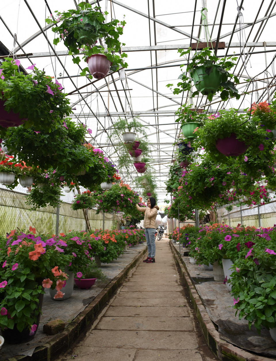 Vườn hoa Dạ Yến Thảo và hoa Phong Lữ đang thịnh hành, được người dân nhiều tỉnh thành đặt hàng tại làng Nhật Tân. (Nguyễn Văn Cảnh/TTXVN)