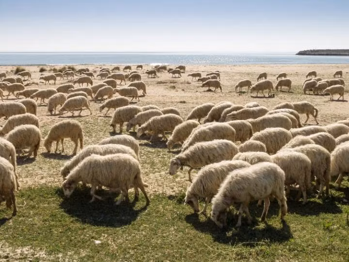 Foce del Belice, Sicily. (Nguồn: The Telegraph)