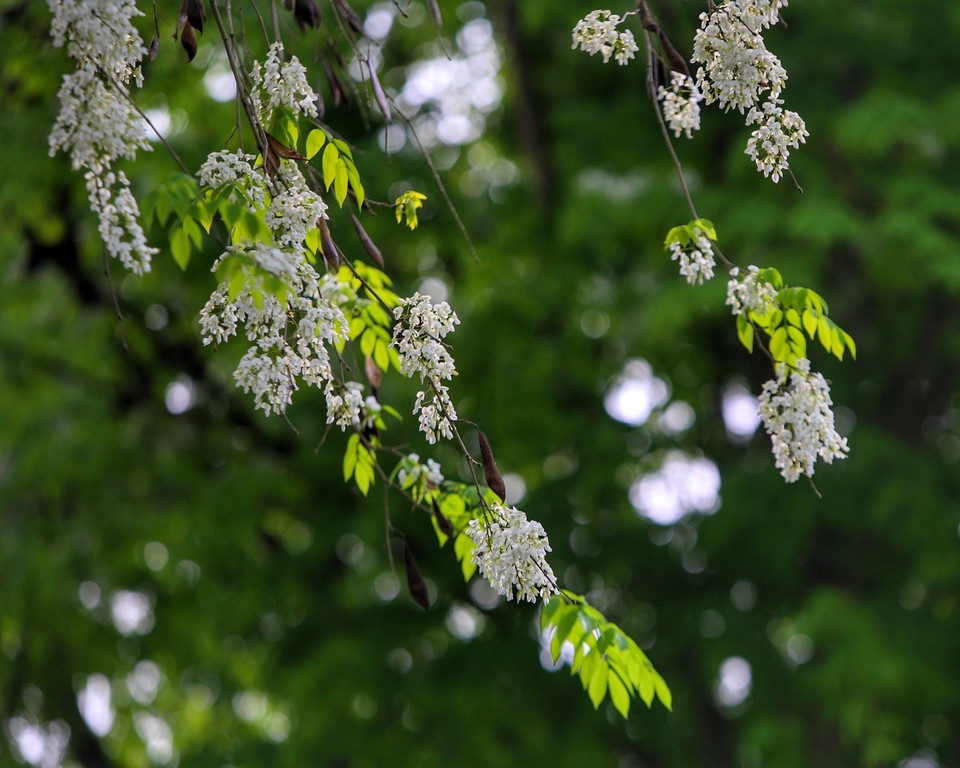 Những cánh hoa sưa mỏng manh cùng nhau bung nở trắng một góc trời Thủ đô. (Ảnh: Tuấn Đức/TTXVN)