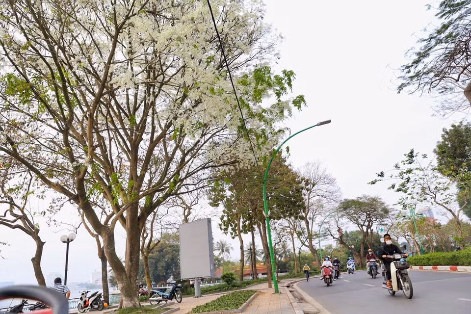 Hoa sưa trắng muốt trên đường Thanh Niên. (Ảnh: Tuấn Đức/TTXVN)