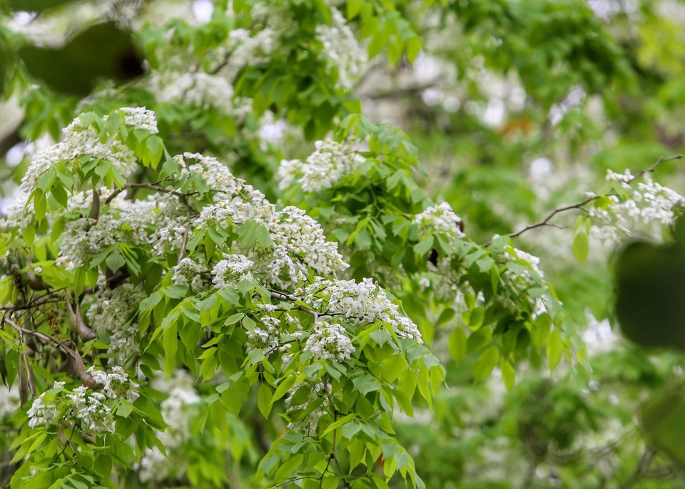 Những cánh hoa sưa mỏng manh cùng nhau bung nở trắng một góc trời Thủ đô. (Ảnh: Tuấn Đức/TTXVN)