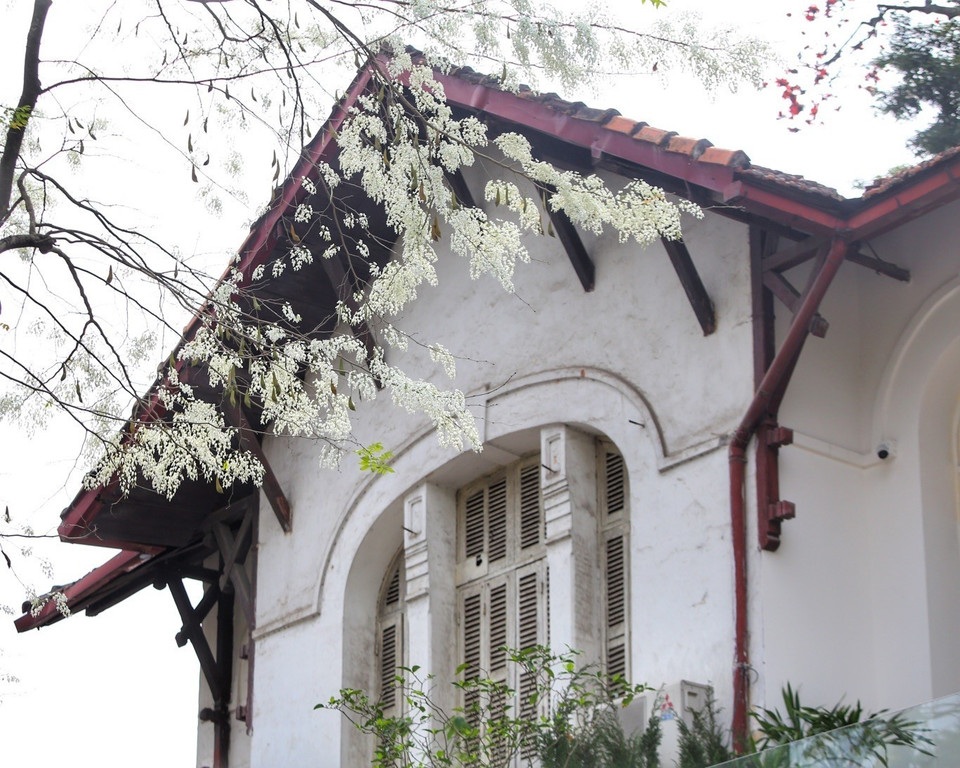 Hoa sưa trắng tạo nên khung cảnh nên thơ mỗi độ xuân về. (Ảnh: Tuấn Đức/TTXVN)