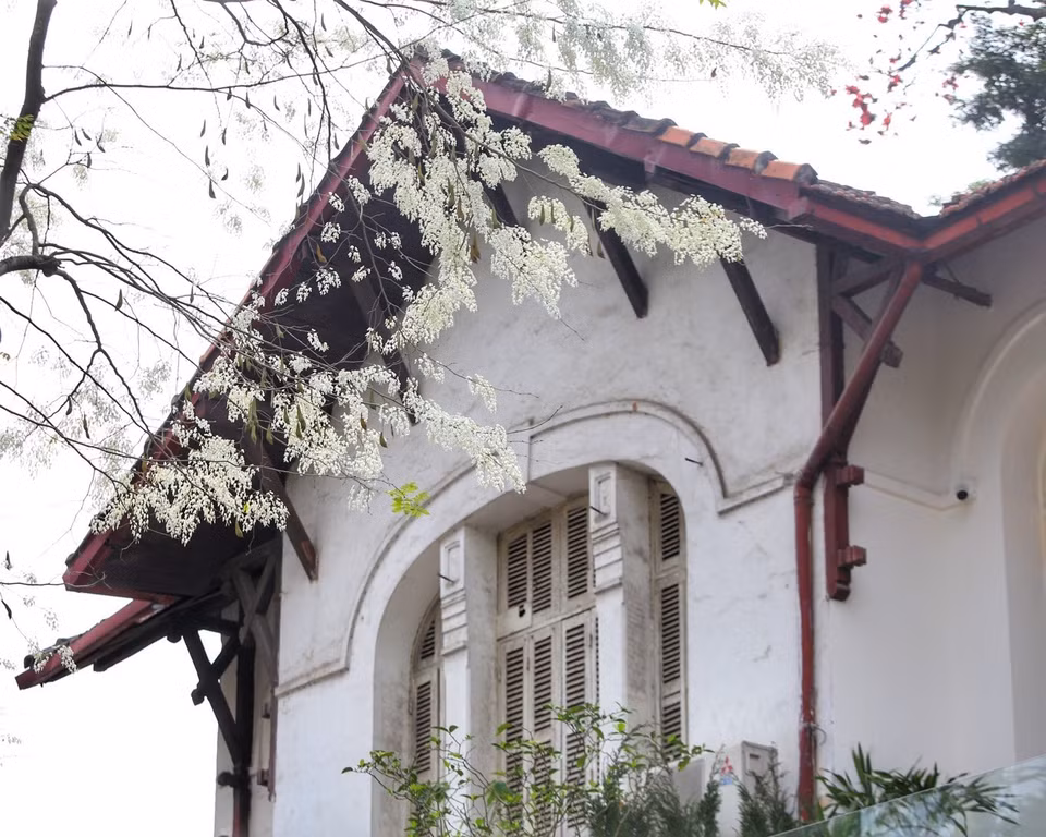 Hoa sưa trắng tạo nên khung cảnh nên thơ mỗi độ xuân về. (Ảnh: Tuấn Đức/TTXVN)