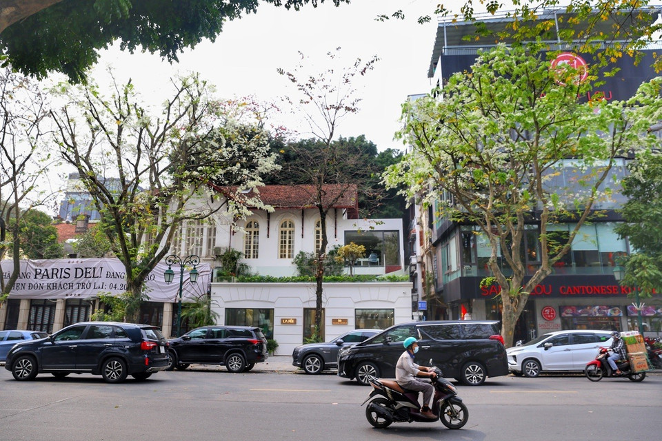 Một vài cây hoa sưa nở trắng phố Phan Chu Trinh. (Ảnh: Tuấn Đức/TTXVN)