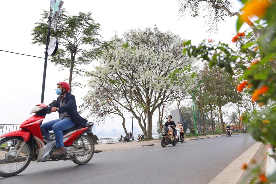 Hoa sưa trắng muốt trên đường Thanh Niên. (Ảnh: Tuấn Đức/TTXVN)