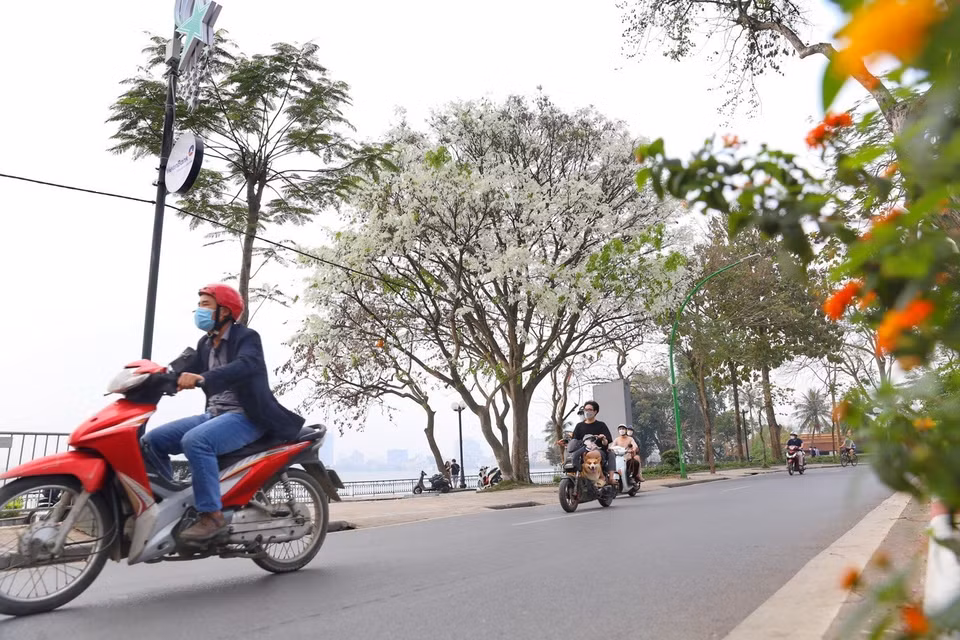 Hoa sưa trắng muốt trên đường Thanh Niên. (Ảnh: Tuấn Đức/TTXVN)