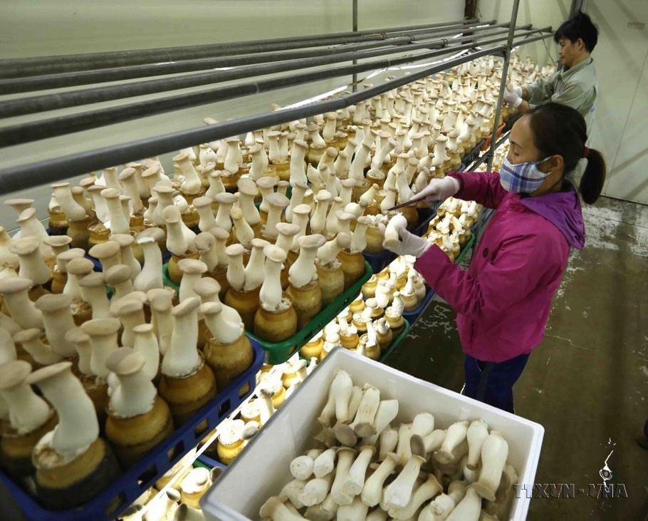 Trang trại trồng nấm công nghệ cao KMS theo công nghệ Hàn Quốc ở xã Minh Phú, huyện Sóc Sơn (Hà Nội), mỗi tháng thu hoạch và cung cấp cho thị trường hơn 40 tấn sản phẩm nấm các loại. (Ảnh: Vũ Sinh/TTXVN)