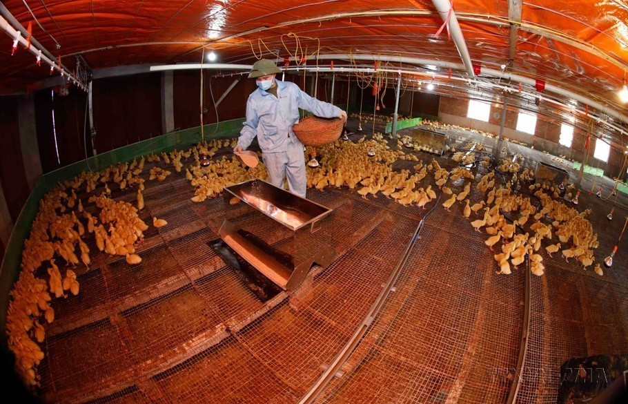 Gia đình anh Nguyễn Xuân Văn ở thôn Xuân Lai, xã Xuân Thu, huyện Sóc Sơn (Hà Nội) vay vốn giải quyết việc làm đầu tư chuồng trại nuôi vịt cho hiệu quả kinh tế cao. (Ảnh: Trần Việt/TTXVN)