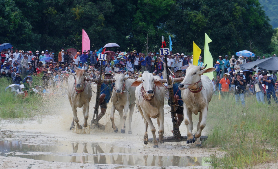 Các đôi bò so kè quyết liệt ở vòng thả. (Ảnh: Công Mạo/TTXVN)