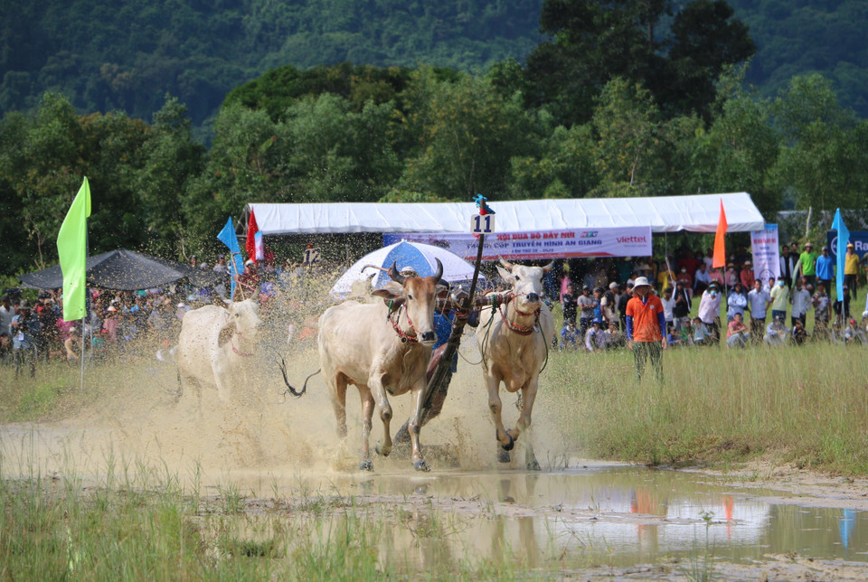 Các đôi bò bứt tốc về đích. (Ảnh: Công Mạo/TTXVN)