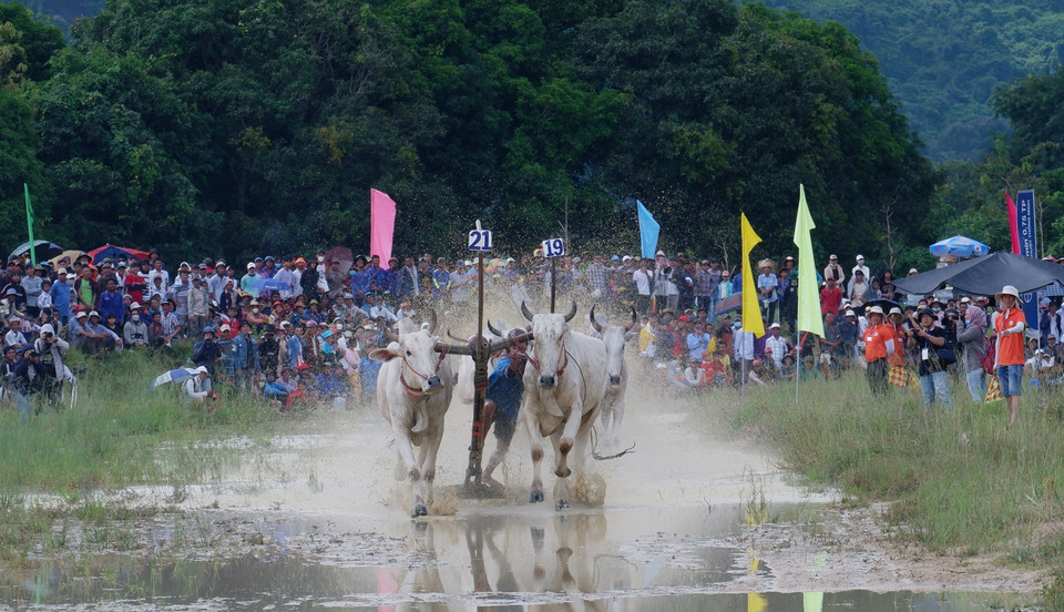 Bắt đầu vòng thả, các đôi bò bứt tốc mạnh mẽ để về đích. (Ảnh: Công Mạo/TTXVN)