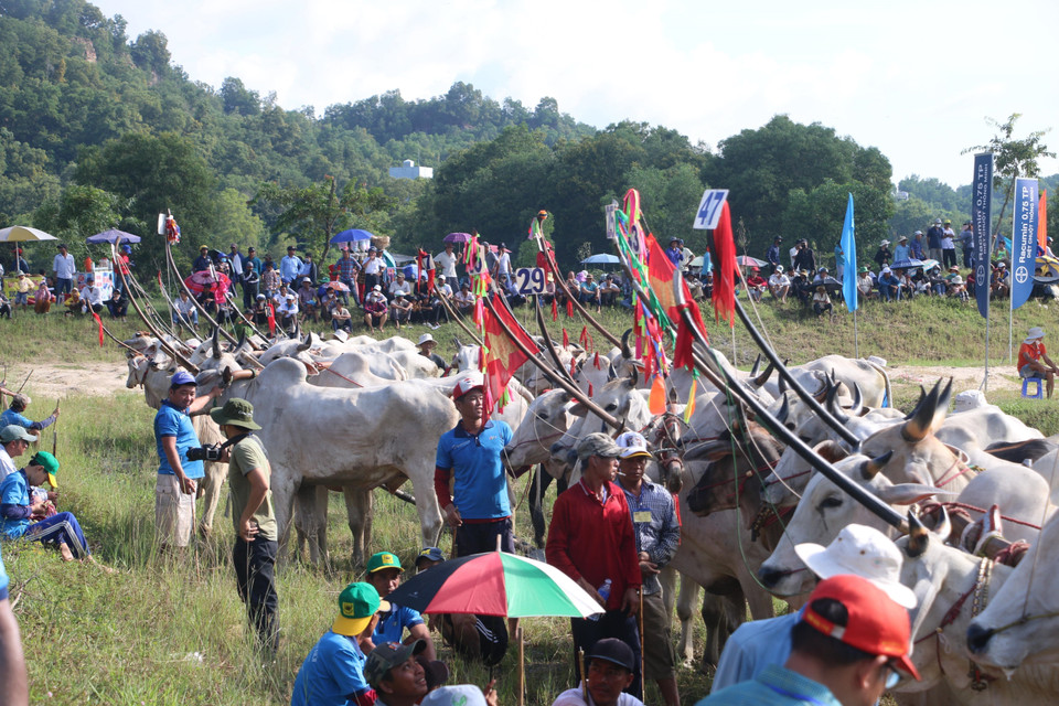 Nhân dịp lễ Sene Dolta của đồng bào dân tộc Khmer Nam Bộ, sáng 14/10, tại Khu Thể thao Du lịch Tà Pạ-Soài Chek (huyện Tri Tôn) diễn ra Hội Đua bò Bảy Núi tranh cúp Truyền hình An Giang năm 2023. (Ảnh: Công Mạo/TTXVN)
