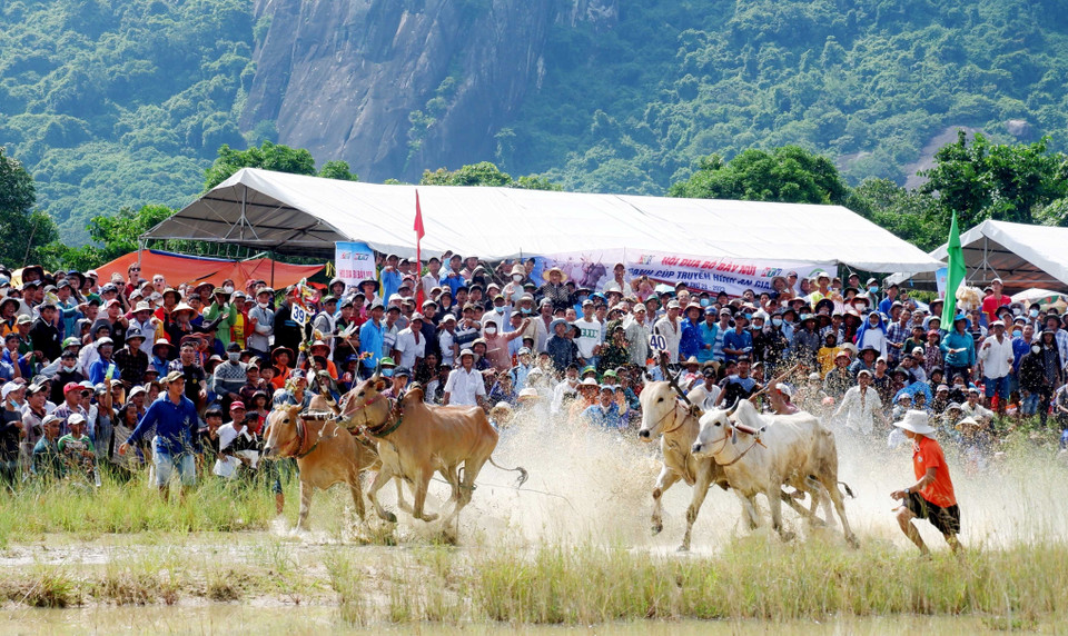 Bắt đầu vòng thả, các đôi bò bứt tốc mạnh mẽ để về đích. (Ảnh: Công Mạo/TTXVN)