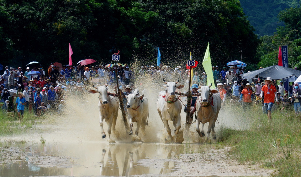Các đôi bò so kè với nhau ở gần khu vực đích. (Ảnh: Công Mạo/TTXVN)