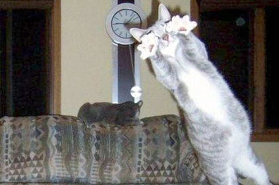 Chú mèo có lẽ đã phải tốn nhiều công sức để có mặt trong bức ảnh này? (Nguồn: Daily Mail Australia)