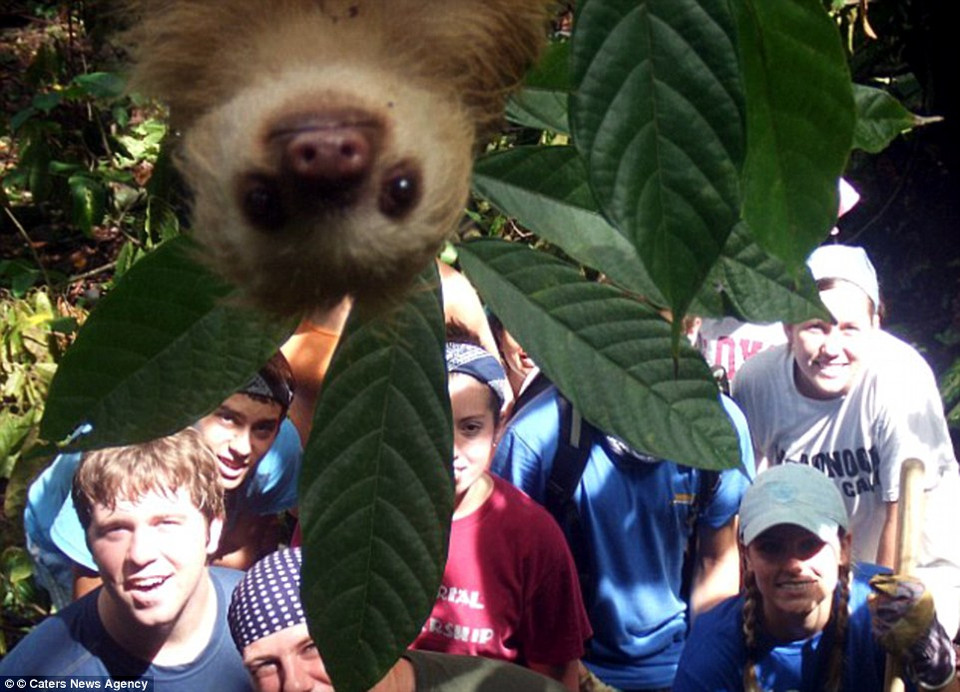 Nhóm Tình nguyện viên Sinh viên Quốc tế đang chụp chung một tấm ảnh sau khi hoàn thành công việc tại một khu rừng nhiệt đới ở Costa Rica thì bị một chú lười phá bĩnh. (Nguồn: Daily Mail Australia)