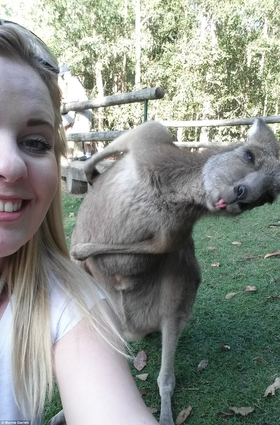 Một du khách người Anh đã bị một chú kangaroo 'photobomb' trong bức ảnh chụp tại vườn thú Australia, bờ biển Sunshine, Queensland. Bức ảnh nhanh chóng được lan truyền, và thậm chí có mặt trên chương trình buổi sáng Sunrise của kênh truyền hình Seven của Australia. (Nguồn: Daily Mail Australia)