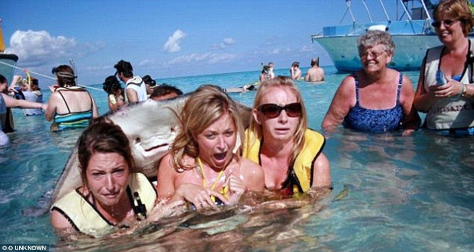 Ba người phụ nữ đang tận hưởng làn nước biển tại quần đảo Cayman giật mình khi một chú cá đuối gai đột ngột xuất hiện. Bức ảnh này đã được bình chọn là bức ảnh 'photobomb' thú vị nhất trên nhiều trang mạng xã hội. (Nguồn: Daily Mail Australia)