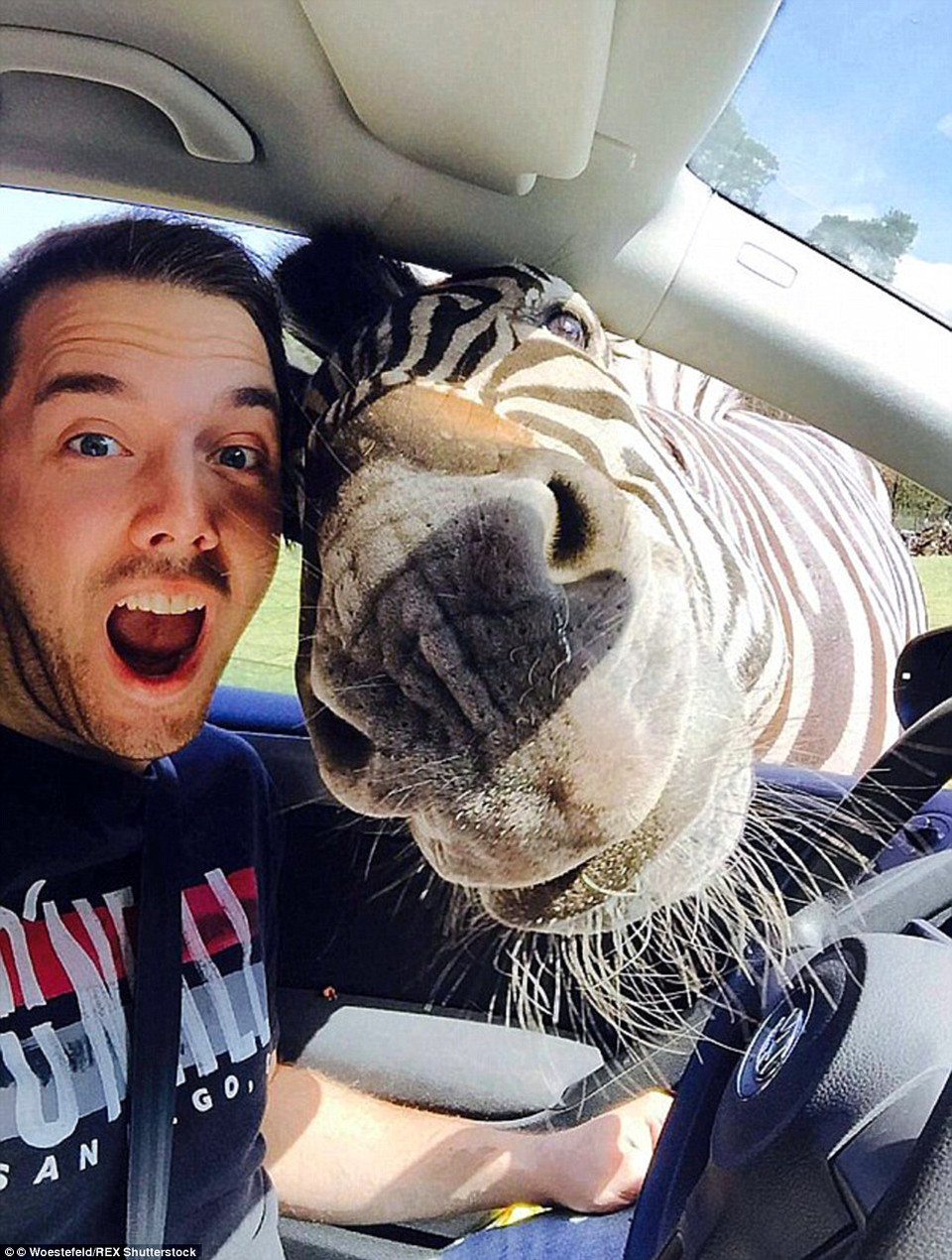 Cậu sinh viên Malte Woestefeld, 24 tuổi, cùng với một chú ngựa vằn ở vườn thú Holte-Stukenbrock, Đức. (Nguồn: Daily Mail Australia)