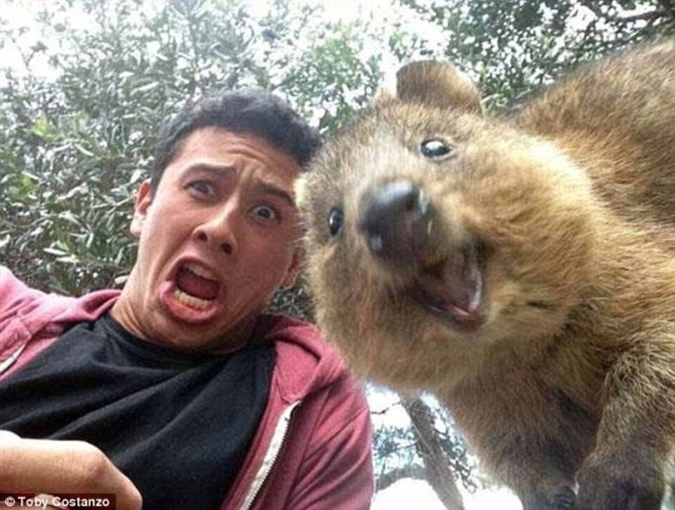 Thật khó xác định xem ai ngạc nhiên hơn trong tấm selfie này - du khách trẻ tuổi, hay chú quokka xinh xắn. (Nguồn: Daily Mail Australia)