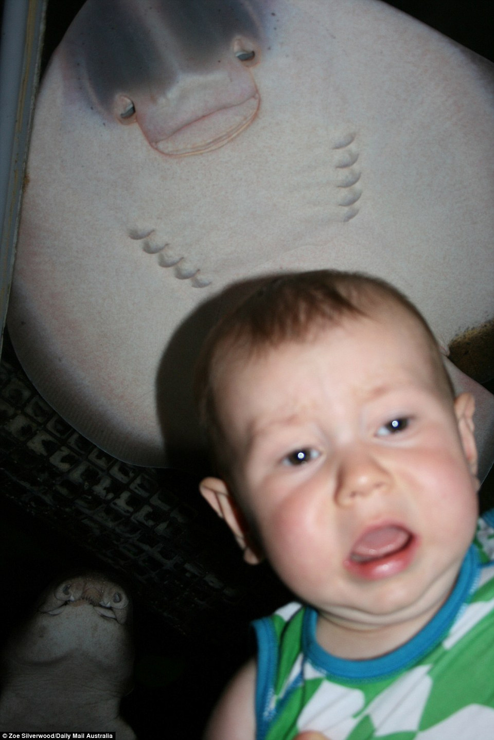 Cậu con trai bé bỏng của Zoe Silverwood có lẽ đã cảm nhận được điều gì đó kỳ lạ sau lưng mình - một con cá đuối gai đang lượn lờ trong bể cá ngay phía trên đầu cậu bé. (Nguồn: Daily Mail Australia)