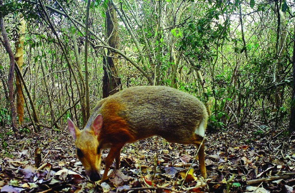 Loài động vật này ưa những nơi hẻo lánh, xa khu dân cư và có đặc điểm nhận dạng là hai chiếc răng nanh nhỏ. (Nguồn: Vietnam+)
