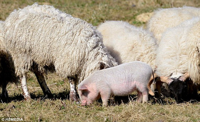 Trong lúc đi tìm chú lợn, bà Galloway phát hiện ra nó đang sống cùng bầy cừu. (Nguồn: Daily Mail)