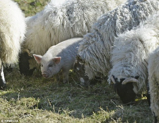 Chú lợn sống hòa đồng cùng bầy cừu. (Nguồn: Daily Mail)