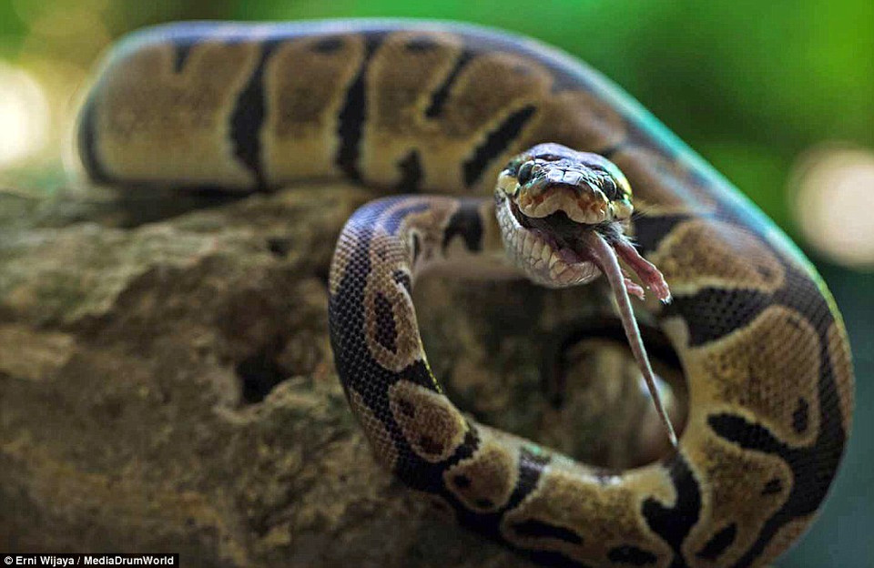 Con chuột bị nuốt chửng. (Nguồn: Daily Mail)