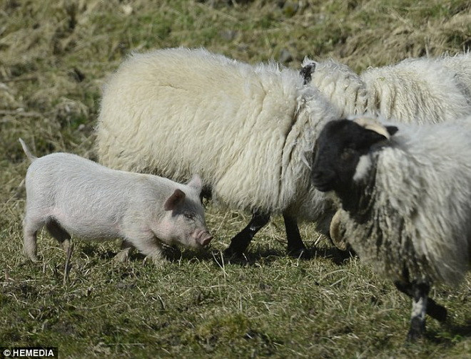 Sức khỏe của con lợn vẫn hoàn toàn bình thường. (Nguồn: Daily Mail)