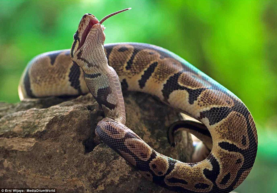 Con chuột bị nuốt chửng. (Nguồn: Daily Mail)