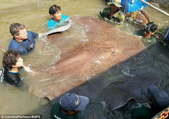 Corwin đã cùng sáu người khác nhấc nó lên khỏi mặt nước. (Nguồn: Daily Mail)