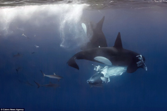 Con cá voi lưng gù bơi tách mẹ và bị hai con cá heo sát thủ lao vào tấn công. (Nguồn: Caters News Agency)