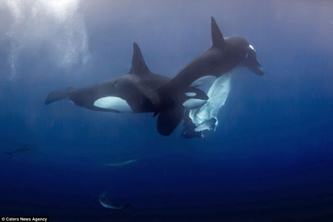 Con cá voi lưng gù bị hai con cá heo sát thủ xé xác. (Nguồn: Caters News Agency) 