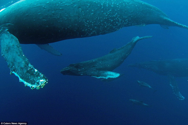 Con cá voi mẹ đau đớn khi không thể bảo vệ được con mình. (Nguồn: Caters News Agency) 