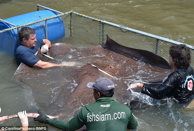  Con cá đuối trên cũng chính là loài cá nước ngọt lớn nhất mà một người từng câu được. (Nguồn: Daily Mail)