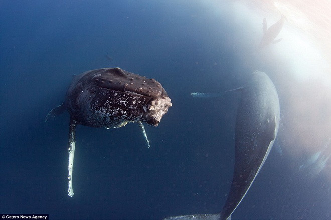 Con cá voi lưng gù bơi tách mẹ và bị hai con cá heo sát thủ lao vào tấn công. (Nguồn: Caters News Agency)