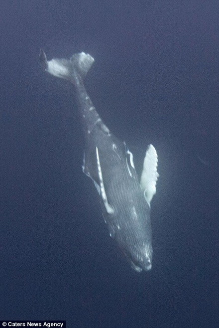 Cá voi lưng gù con bỏ mạng. (Nguồn: Caters News Agency) 