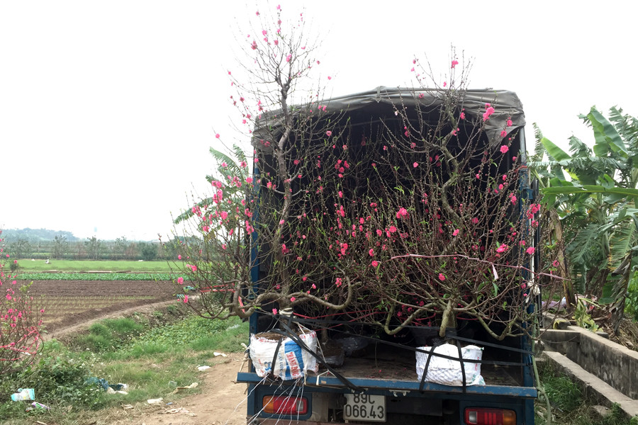 Những cây hoa đào này sẽ được người dân vận chuyển lên các điểm bán thuộc nội thành, thậm chí còn đi các tỉnh lân cận. (Ảnh: T.H/Vietnam+)