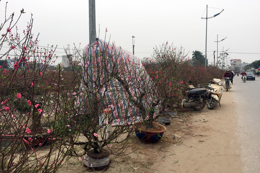Khoảng từ ngày 20 tháng Chạp, người dân đã bắt đầu bày bán hoa đào trên đường 71 (con đường lớn nối từ ga Thường Tín ra đê sông Hồng). (Ảnh: T.H/Vietnam+)