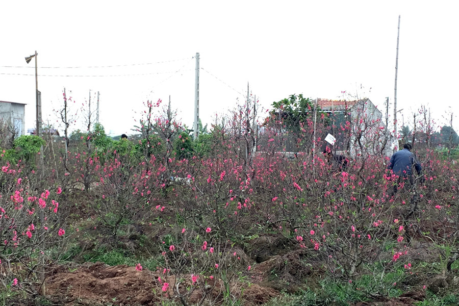 Nhiều khách, trong đó có cả những người từ các quận nội thành Hà Nội cũng vượt khoảng 25-30km để về các vườn đào ở Thường Tín sắm đào chơi Tết. (Ảnh: T.H/Vietnam+)